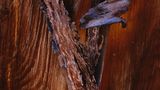 Holzstruktur