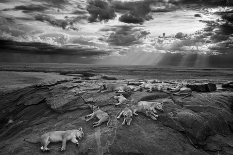 Fotopreis: Wildlife Photographer of the Year 2014