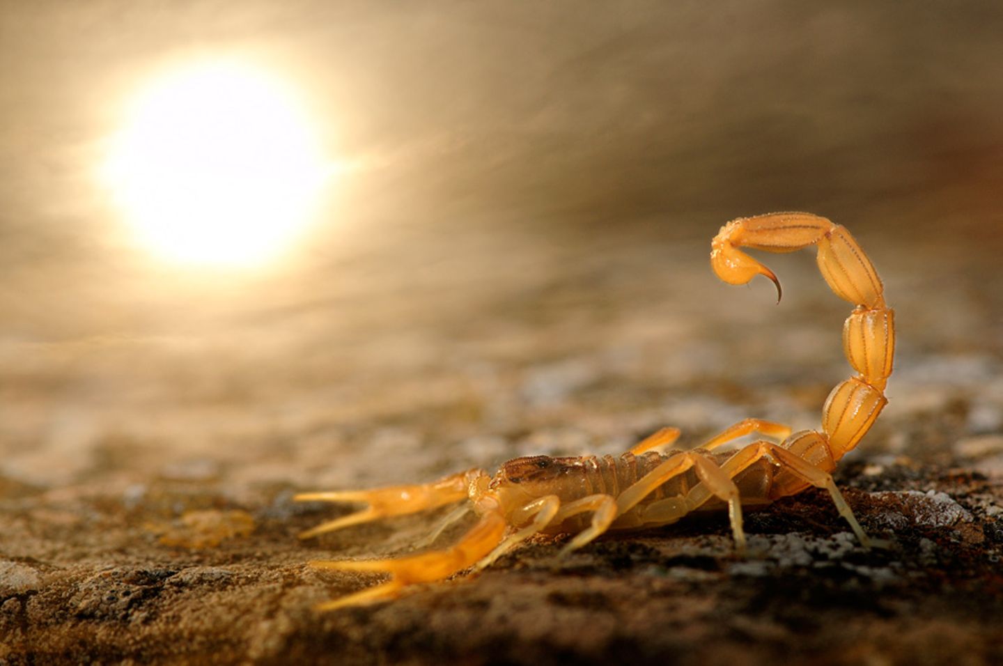 Skorpion