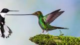 Kolibris