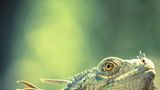 Leguan