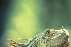 Leguan