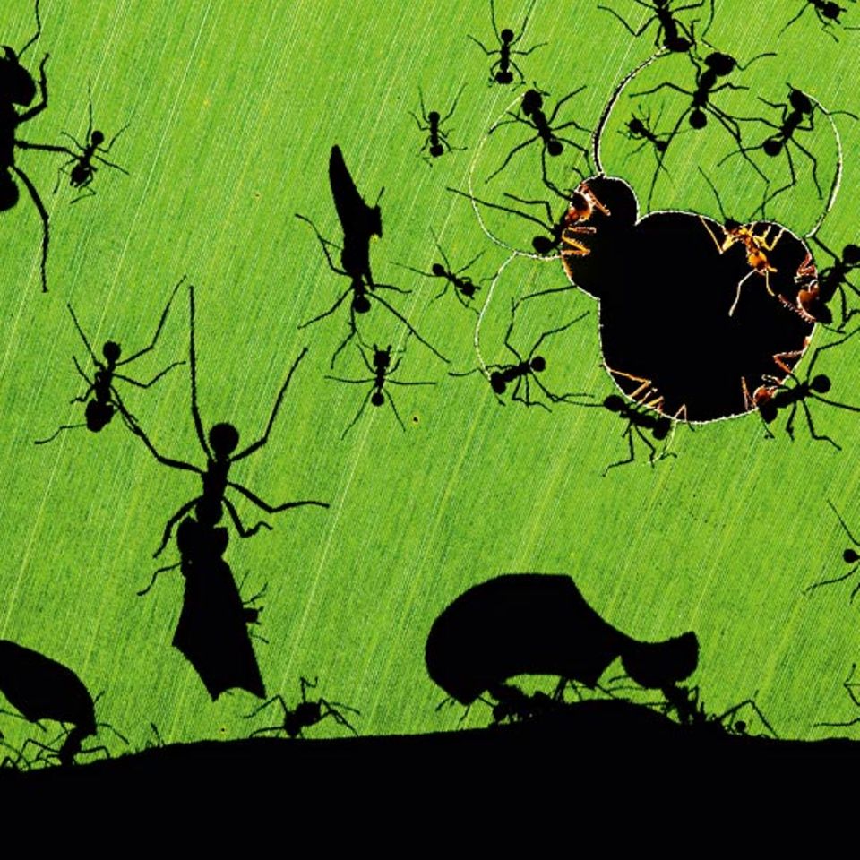 Ameisen. Bence Máté, Ungarn 2010