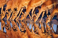 Impalas. Frans Lanting, USA 1991