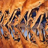 Impalas. Frans Lanting, USA 1991