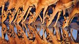 Impalas. Frans Lanting, USA 1991