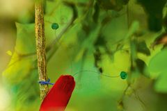 Paradiesvogel. Tim Laman, USA 2010