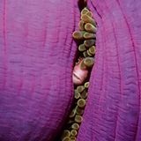 Anemonenfisch. Michele Hall, USA 1992