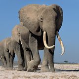 Elefanten. Martyn Colbeck, Großbritannien 2005