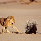 Wehrhafte Stachelschweine. Barrie Wilkins, Südafrika 1993