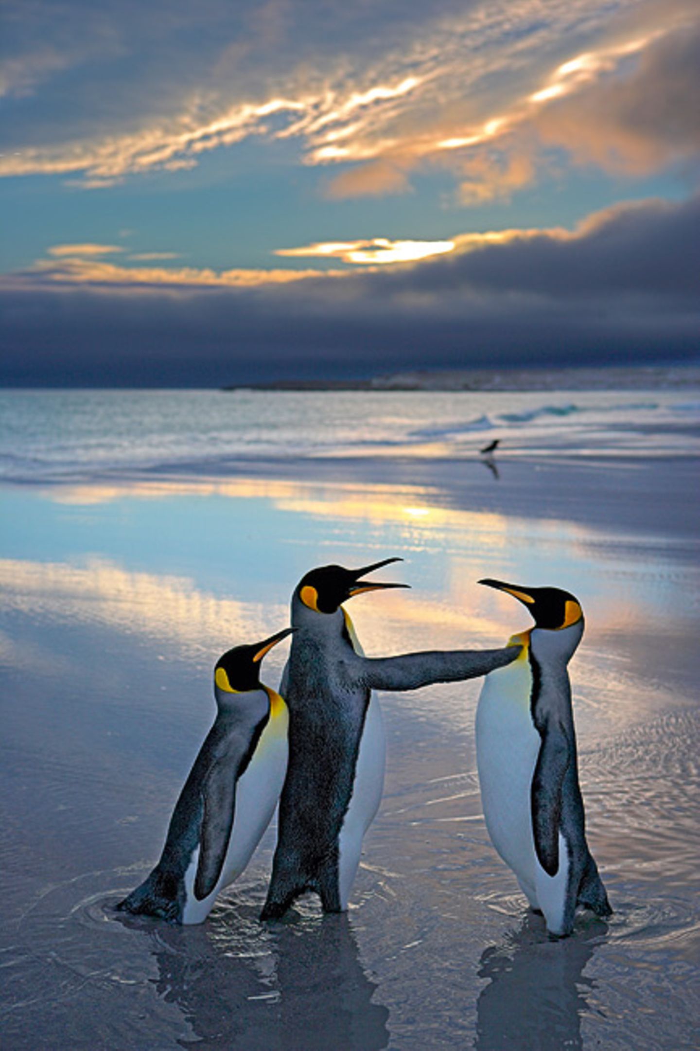 Pinguine. Andy Rouse, Großbritannien 2006