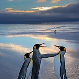 Pinguine. Andy Rouse, Großbritannien 2006