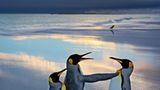 Pinguine. Andy Rouse, Großbritannien 2006