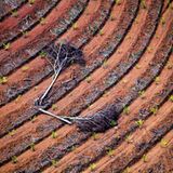 Palmöl statt Regenwald. Daniel Beltrá, Spanien/USA 2010