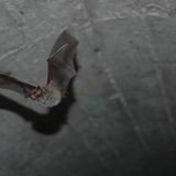 Ostholstein: Quartier für Flatterhafte