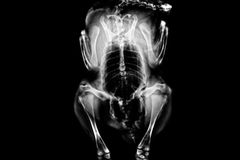 Röntgen: Röntgenstrahlung - Voller Durchblick