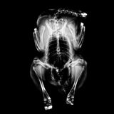 Röntgen: Röntgenstrahlung - Voller Durchblick