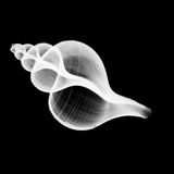 Röntgen: Röntgenstrahlung: Voller Durchblick - Bild 5