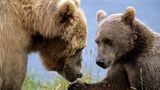 Trend-Reiseziel 2015: Insel Kodiak in Alaska, USA