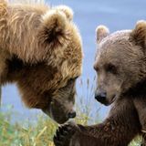 Trend-Reiseziel 2015: Insel Kodiak in Alaska, USA