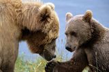 Trend-Reiseziel 2015: Insel Kodiak in Alaska, USA