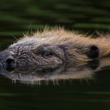 Lautlos gleitet der Biber dahin