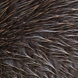 Wetterfestes Biber-Fell