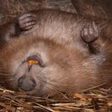 Biber-Schläfchen im Trockenen