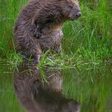 Eingeölt und wasserdicht