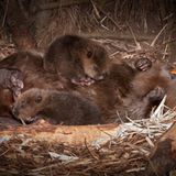 Familienglück im Biberbau