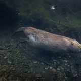 Biber auf Tauschgang