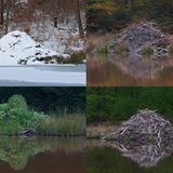 Biberburg im Wechsel der Jahreszeiten