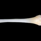 Versteckte Männlichkeit