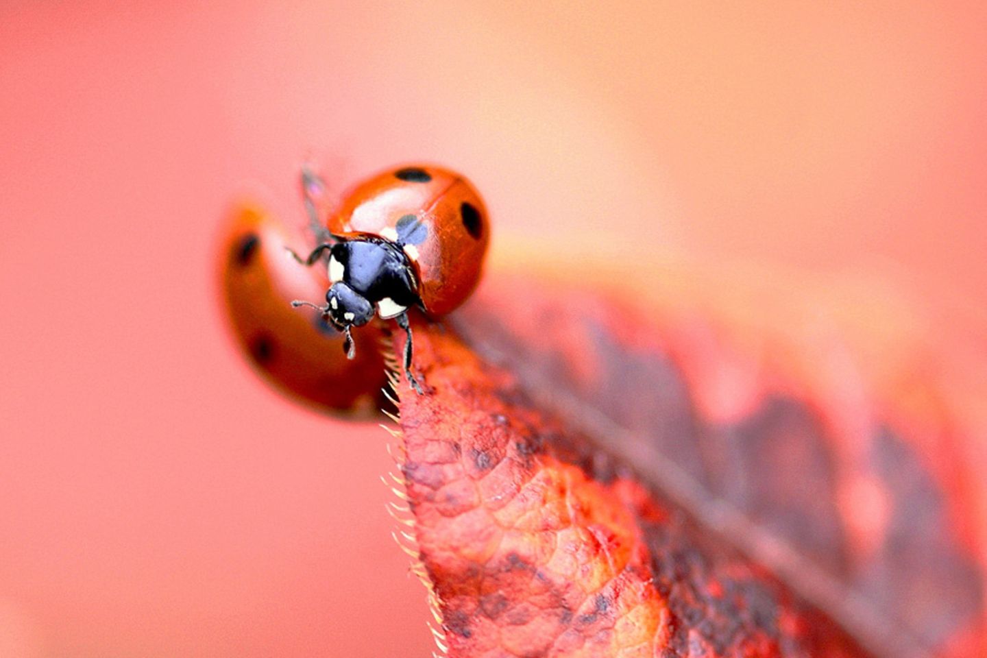GEO Leserfoto: Die besten Leserfotos: Dezember 2014 - Bild 19