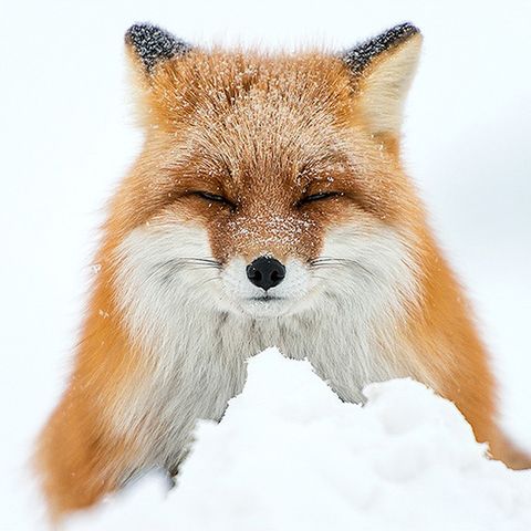 Kosmopolit