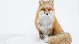 Gelbbraunrotfuchs