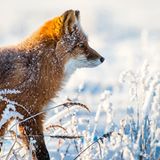 Hauptnahrung: Feldmäuse