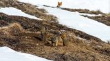 Murmeltiere
