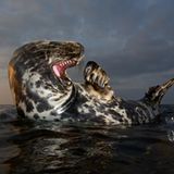 Eindrucksvolles Gebiss