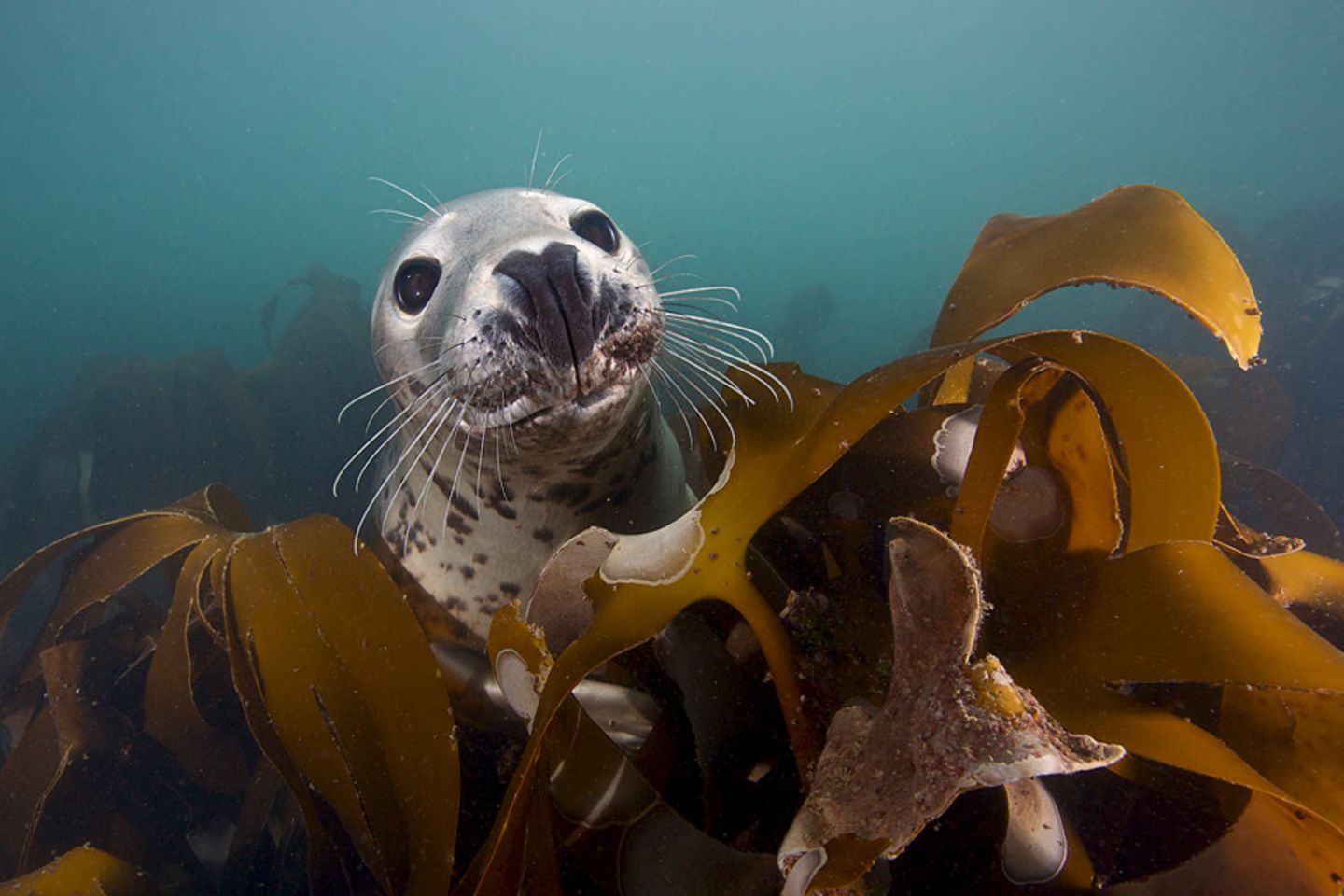 Wundversorgung im Kelp