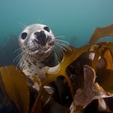 Wundversorgung im Kelp