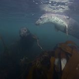 Unterschiedliche Färbung