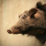Ausgestopftes Wildschwein