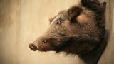 Ausgestopftes Wildschwein