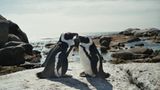 Brillenpinguine: Die Pinguinretter