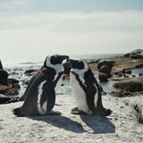 Brillenpinguine: Die Pinguinretter