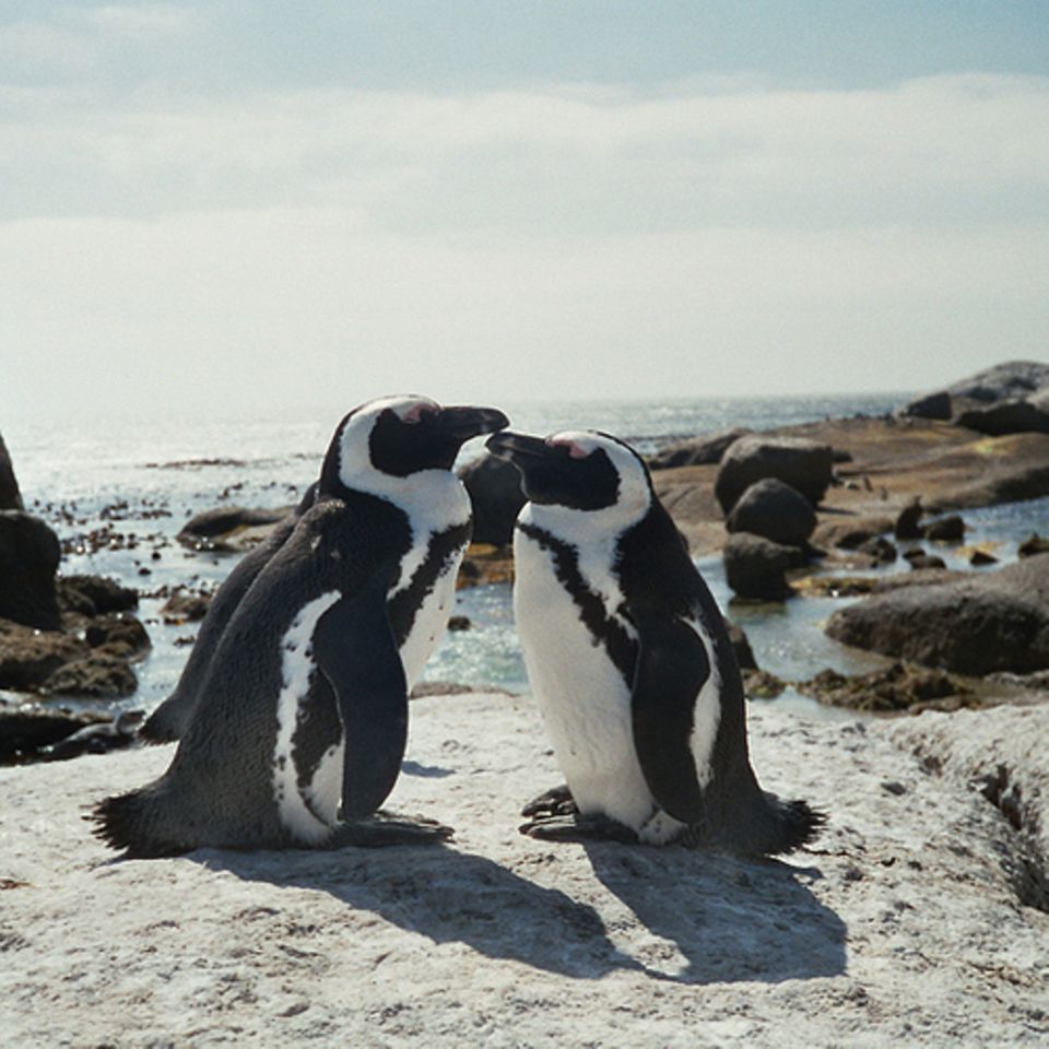 Brillenpinguine: Die Pinguinretter