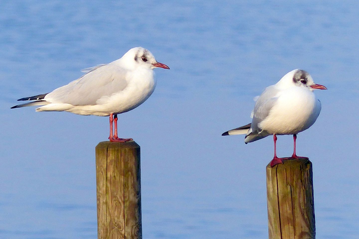 GEO Leserfoto: Die besten Leserfotos: Januar 2015 - Bild 8