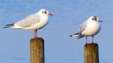 GEO Leserfoto: Die besten Leserfotos: Januar 2015 - Bild 8