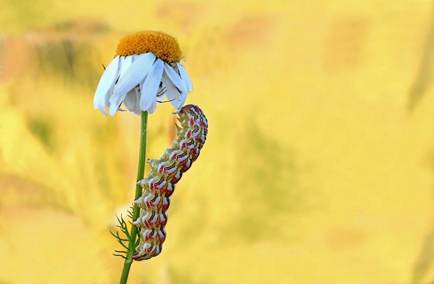 GEO Leserfoto: Die besten Leserfotos: Januar 2015 - Bild 17